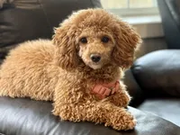 Meeko, a female Poodle - Miniature  for sale in Frederick, MD – Photo 1 of 8