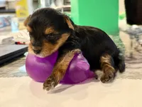 Green, a male Yorkshire Terrier for sale in Frederick, MD – 3 of 8