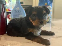 Rose pink, a female Yorkshire Terrier for sale in Frederick, MD – 4 of 7