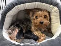 Brown, a male Yorkshire Terrier for sale in Frederick, MD – Photo 3 of 4