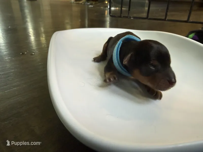 Baby blue – Yorkshire Terrier puppy for sale in Frederick, MD