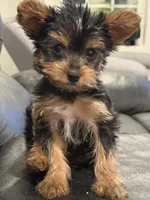 Sparky the firecracker, a male Yorkshire Terrier for sale in Frederick, MD – 1 of 9
