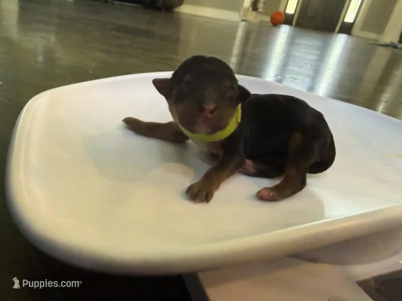 Neon Green – Yorkshire Terrier puppy for sale in Frederick, MD
