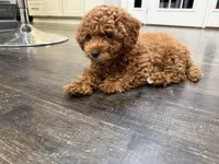 Junior, a male Poodle - Miniature  for sale in Frederick, MD – 2 of 10