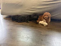 Junior, a male Poodle - Miniature  for sale in Frederick, MD – 6 of 10