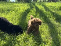 Junior, a male Poodle - Miniature  for sale in Frederick, MD – 4 of 10