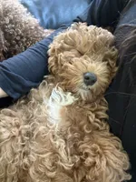 Junior, a male Poodle - Miniature  for sale in Frederick, MD – 1 of 10