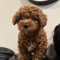 Junior, a male Poodle - Miniature  for sale in Frederick, MD – 3 of 10