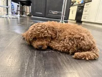 Junior, a male Poodle - Miniature  for sale in Frederick, MD – 7 of 10