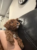 Junior, a male Poodle - Miniature  for sale in Frederick, MD – 5 of 10