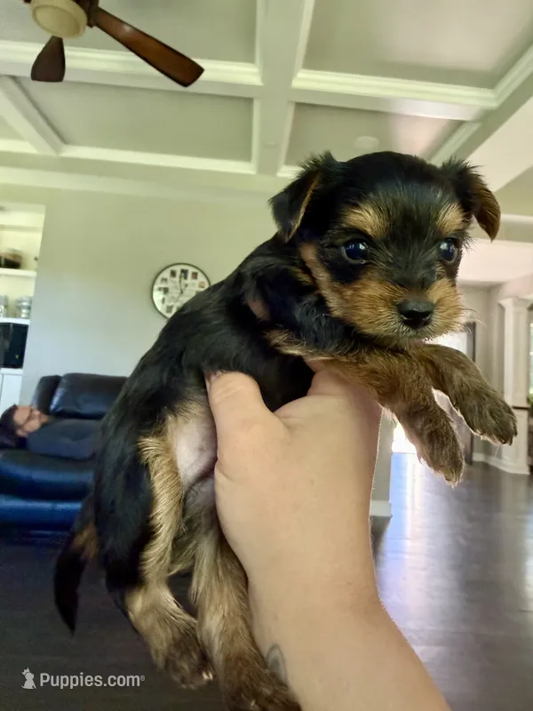 Purple – Yorkshire Terrier puppy for sale in Frederick, MD