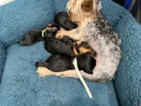 Green, a male Yorkshire Terrier for sale in Frederick, MD – 7 of 8