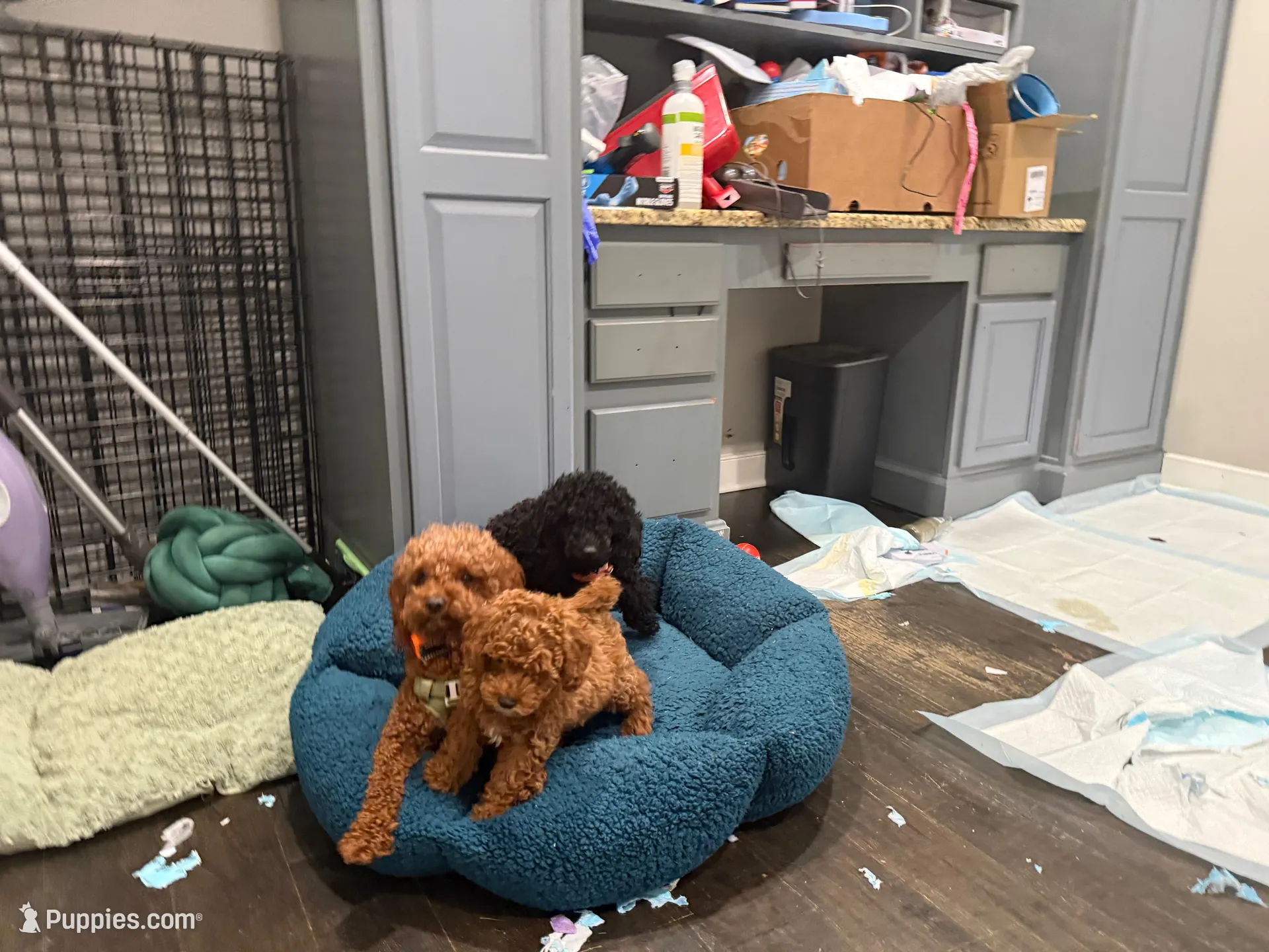 Junior, a male Poodle - Miniature  for sale in Frederick, MD – 10 of 10