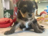 Rose pink, a female Yorkshire Terrier for sale in Frederick, MD – 7 of 7