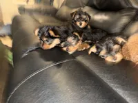 Green, a male Yorkshire Terrier for sale in Frederick, MD – 2 of 8