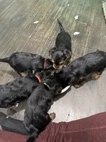 Purple, a female Yorkshire Terrier for sale in Frederick, MD – 6 of 6