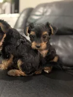 Green, a male Yorkshire Terrier for sale in Frederick, MD – 5 of 8