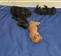 Blossom, a female Yorkipoo for sale in Frederick, MD – Photo 4 of 7