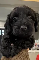 Blossom, a female Yorkipoo for sale in Frederick, MD – Photo 1 of 7