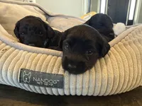 Blossom, a female Yorkipoo for sale in Frederick, MD – Photo 6 of 7