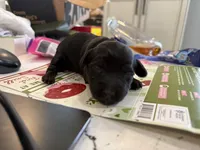 Blossom, a female Yorkipoo for sale in Frederick, MD – Photo 5 of 7