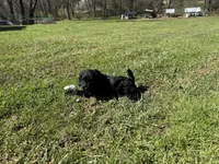 Blossom, a female Yorkipoo for sale in Frederick, MD – Photo 2 of 7