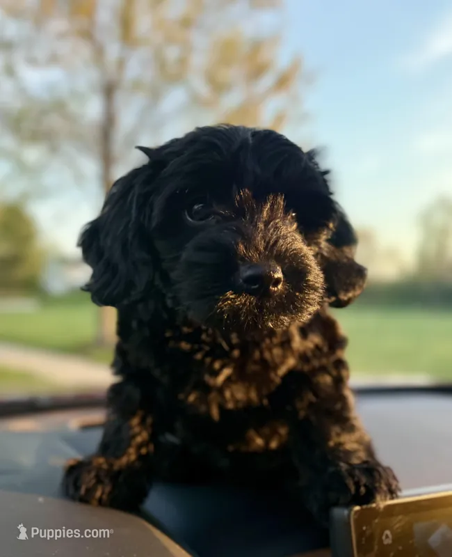 Blossom – Yorkipoo puppy for sale in Frederick, MD