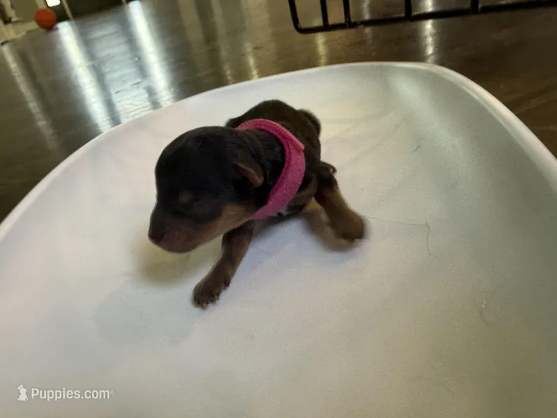 Rose pink – Yorkshire Terrier puppy for sale in Frederick, MD