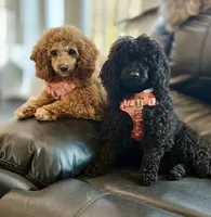 Minnie, a female Poodle - Miniature  for sale in Frederick, MD – 3 of 3