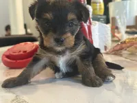 Rose pink, a female Yorkshire Terrier for sale in Frederick, MD – 1 of 7