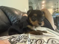 Purple, a female Yorkshire Terrier for sale in Frederick, MD – 3 of 6