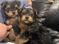Green, a male Yorkshire Terrier for sale in Frederick, MD – 6 of 8