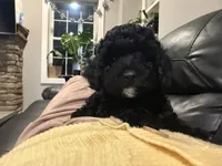 AKC Greenie, a male Poodle - Miniature  for sale in Frederick, MD – Photo 4 of 5