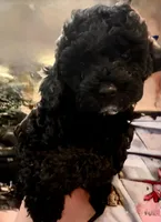 AKC Greenie, a male Poodle - Miniature  for sale in Frederick, MD – Photo 3 of 5