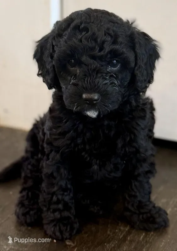 AKC Greenie – Poodle - Miniature  puppy for sale in Frederick, MD