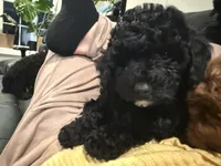 AKC Greenie, a male Poodle - Miniature  for sale in Frederick, MD – Photo 2 of 5