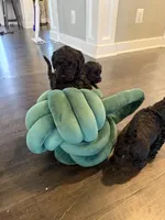 AKC Greenie, a male Poodle - Miniature  for sale in Frederick, MD – Photo 5 of 5