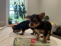 Green, a male Yorkshire Terrier for sale in Frederick, MD – 4 of 8