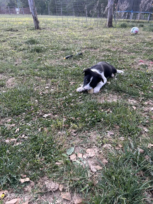 Remi – Border Collie puppy for sale in Spotsylvania Courthouse, VA