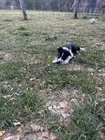 Remi, a male Border Collie for sale in Spotsylvania Courthouse, VA – 1 of 2
