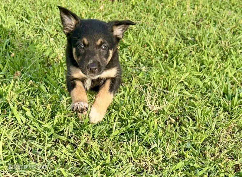 Tri-Female  – Border Collie puppy for sale in Spotsylvania Courthouse, VA