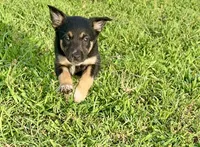 Tri-Female , a female Border Collie for sale in Spotsylvania Courthouse, VA – 1 of 4