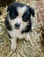 Traditional male , a male Border Collie for sale in Spotsylvania Courthouse, VA – 4 of 5