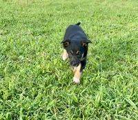 Tri-Female , a female Border Collie for sale in Spotsylvania Courthouse, VA – 2 of 4