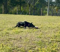Traditional male , a male Border Collie for sale in Spotsylvania Courthouse, VA – 2 of 5