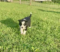 Traditional male , a male Border Collie for sale in Spotsylvania Courthouse, VA – 3 of 5