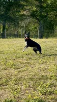 Tri-Female , a female Border Collie for sale in Spotsylvania Courthouse, VA – 3 of 4