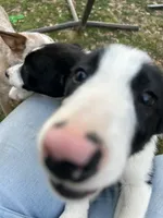 Snoopy , a male Border Collie for sale in Spotsylvania Courthouse, VA – 2 of 2