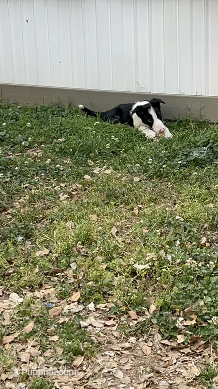 Snoopy  – Border Collie puppy for sale in Spotsylvania Courthouse, VA