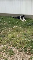 Snoopy , a male Border Collie for sale in Spotsylvania Courthouse, VA – 1 of 2